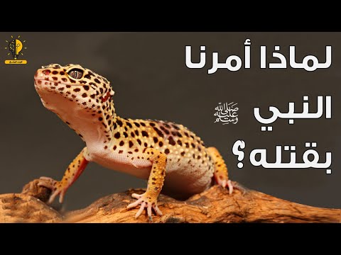 لماذا أمرنا النبي ﷺ بقتل أبوبريص الوزغ ستندهش