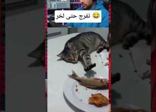  اكلتك ابلور ولده ضحك النظافه دويتو Duet المراه Memes نفيسه Comedy تيك توك Funny