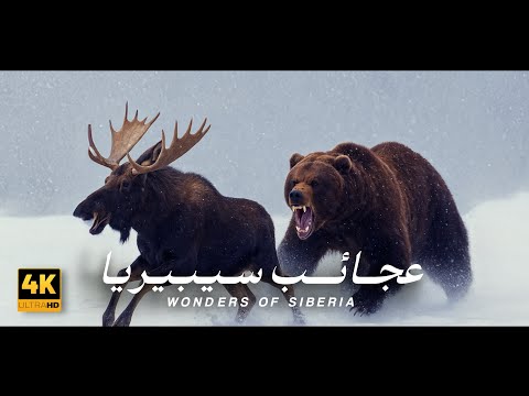 أسرار وعجائب سيبيريا طبيعة متجمدة ومفترسات مميتة القص ة كاملة وثائقي