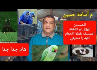What Are The Causes And Treatments For Thinning Emaciation Or Weight Loss In Pigeons By Osama