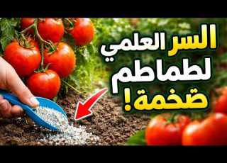 الكذبة الكبرى حول تسميد الطماطم السر العلمي لمحصول ضخم يجب أن تعرفه