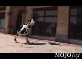 Crazy Cow I Like To Moo