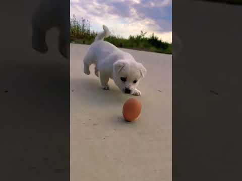 Murgi Dog Friendship Dog Youtubeshorts Youtubereels 3128 3127 3134