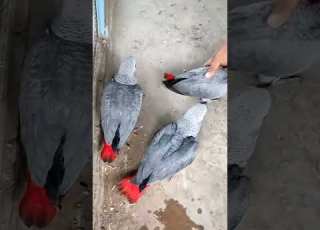 خوبصورت گرے طوطے فار سیل فی طوطے کی قیمت 80 ہزار روپے