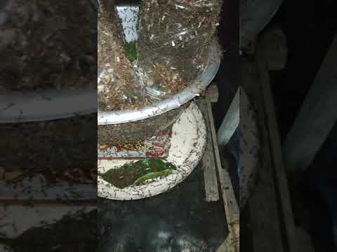 Proses Karantina Semut Rang Rang Dari Alam