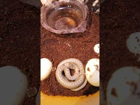 بيض الثعابين فقص اخيرا