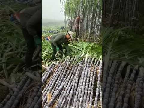 Best Sugarcane Variety Who Planting In China