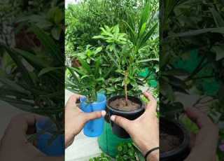 Day 2 Cutting Propagation Oleander Plants Plantperfect Youtube Gardening Garden Uttarakhand