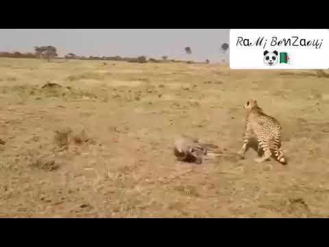 أنا نربي والناس تدي