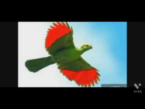 QAASIM SIMBOO BEST OROMOO MUSIC FULL ALBUM