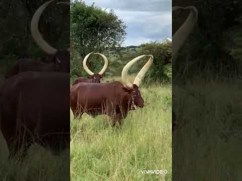 ANKOLE CATTLES