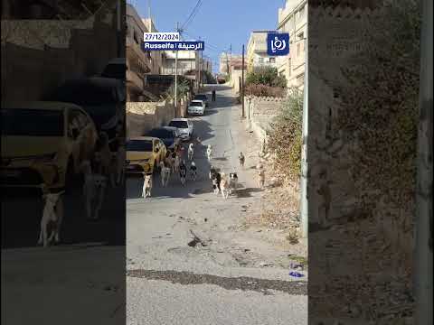 قطيع من الكلاب الضالة يرعب مواطنين في الرصيفة Shortsvideo Shortvideo Shorts Short