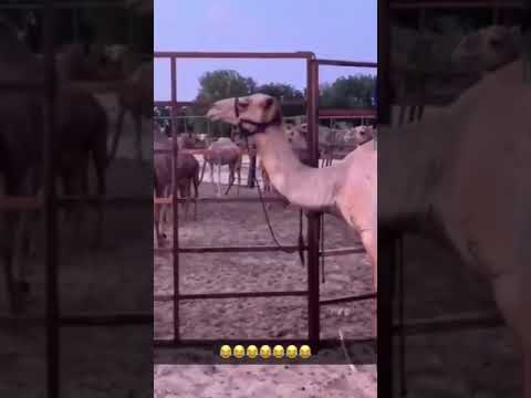 ناقتي ياناقتي