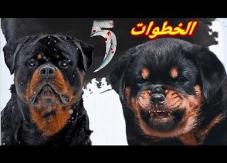 كلاب روت وايلر أسرار الخطوات الخمس لشراء جرو مواصفات شامبيون Rottweiler Dog