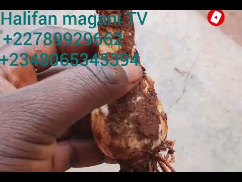 Sirrin Samun Dukiya Manya Kamar Kana Buga Kudi