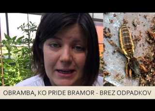 Bramor Kako Ga Ustavimo Brez Odpadkov