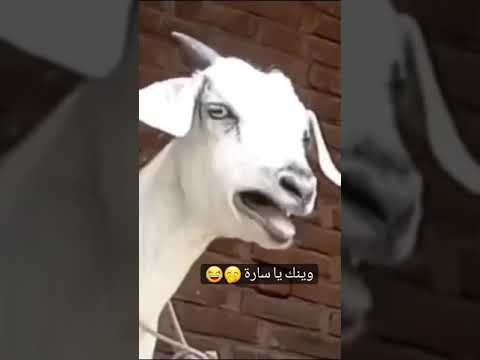 وينك يا سارة نداء عالمي لكل السارات مقطع كوميدي رهيب شوفوا كيف ندور على سارة بكل مكان