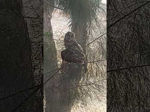 يا بتاعت العشه