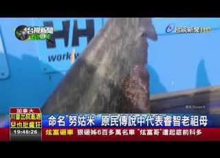 50歲大白鯊海洋女王落網 長5 2公尺