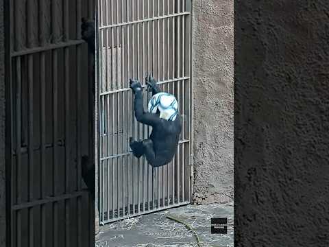 Ajabu S New Ball Hat Gorilla