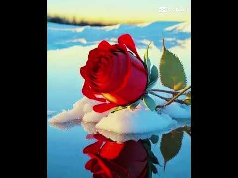 Hermosas Imágenes De Flores