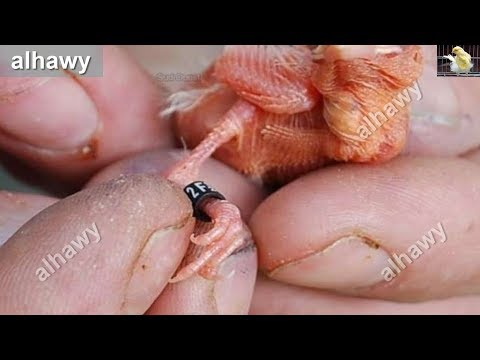 عمر فراخ طائر الكناري المناسب لتلبيس الخاتم عمر فراخ طائر الكناري المناسب لتلبيس الخاتم