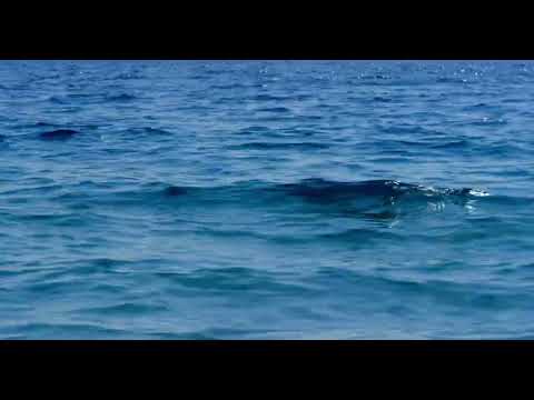 Lettura Dal Sito SriChinmoyLibrary Audio Del 2026 02 28