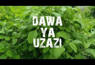 Dawa Ya Uzazi Maajabu Ya Mzugwa Mpanda Kufa Hizi Ni Faida Zake 6