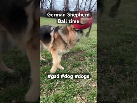 Ballspiel Mit Deutschen Schäferhunden Gsds Hunderasse Hund Hunde