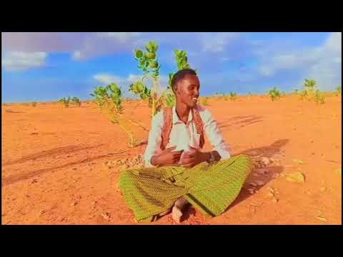 DHAANTO CUSUB BIIBE DHAANTO MUSIC OFICIAL VIDEO 2026