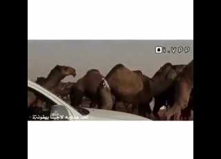 ماعاد فيها محبت خشم وميانه عتيبي511