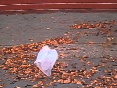 American Beauty Thomas Newman From The Plastic Bag Scene