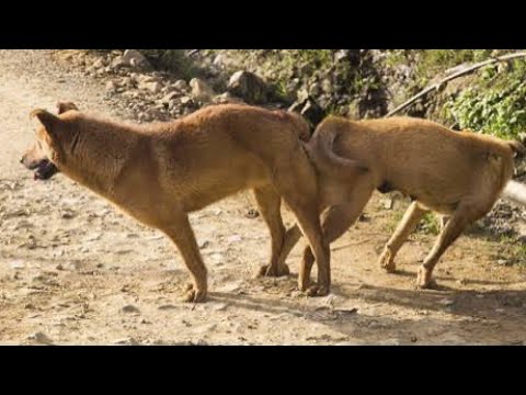 Golden Dog Waiting Second Round Mating Outside Home Dogmom Meeting Pets
