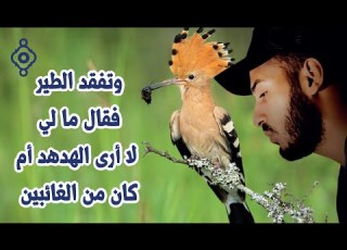 وتفقد الطير ما لي لا أرى الهدهد Recitation From Surah An Naml Bilal Darbali