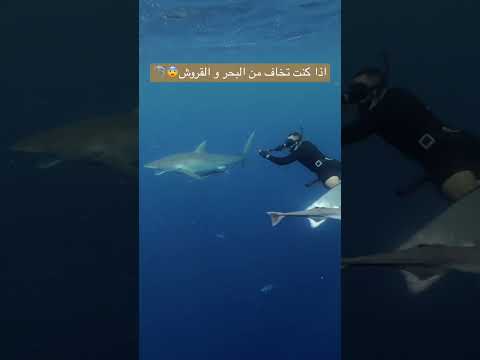 اذا تخاف من البحر و اسماك القرش هذا المقطع لك