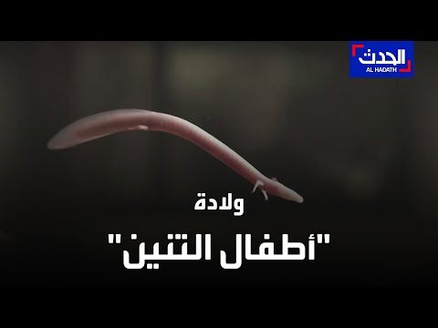 أطفال التنين مخلوقات عجيبة تعيش 100 عام في الكهوف