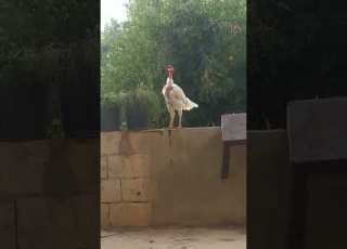  عتابا الشعب معقول ديك بلا ريش