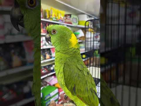 سلام طير الامازون