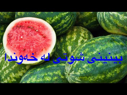 شوتى له خەوندا