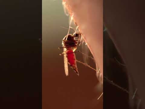 پشه چطور خون مارو میخورد پشه خون حشرات حشرة Wildlife Shorts