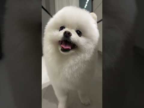 카운트다운에맞춰 입장하는 런웨이킹카 이쁜엉덩이 퇴장 Kingcard Who Knows To Appear On The Countdown