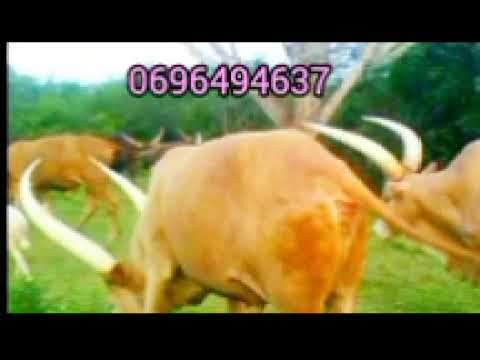 JIMINOGENI DOTO MADAMA MALENDU UJUMBE WA MBUSA