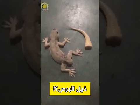ذيل البرص ما الحكاية حيوانات Animals الحيوان Wild Wildanimals سحلية زواحف Gecko Lizard