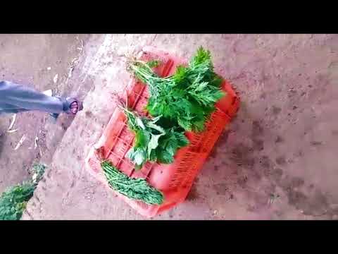 Demo How Toxic Chemicals Is Used To Make Vegetables Green And Fresh