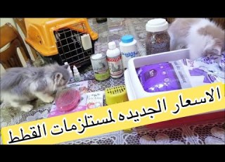  Cat Supplies At The New 2023 Prices My Cat Haul With Prices