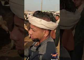 Trader Khat F A Farmer Bought A Sheep For 52 000