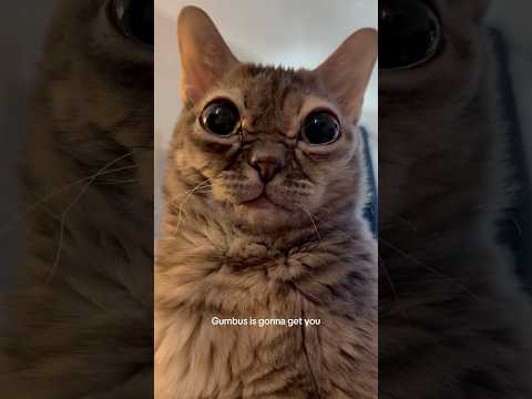Cat Entertaininganimals Cuteanimal Kitten Cutecat Funnycats Funnyanimals Funny Cute