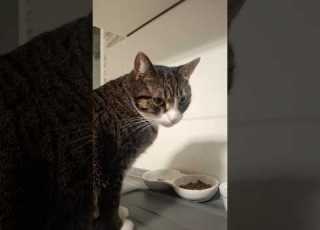 Cat Part 186