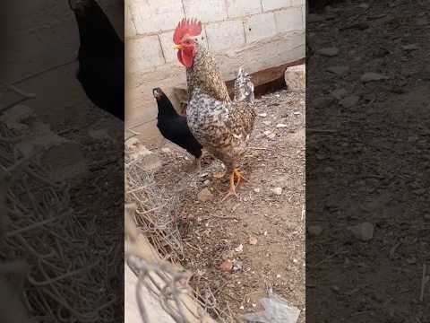 صوت دجاجة تبيض ما شاء الله تريند Shorts Chicken Shorts Video