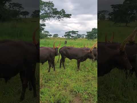 Curious ANKOLE COWS